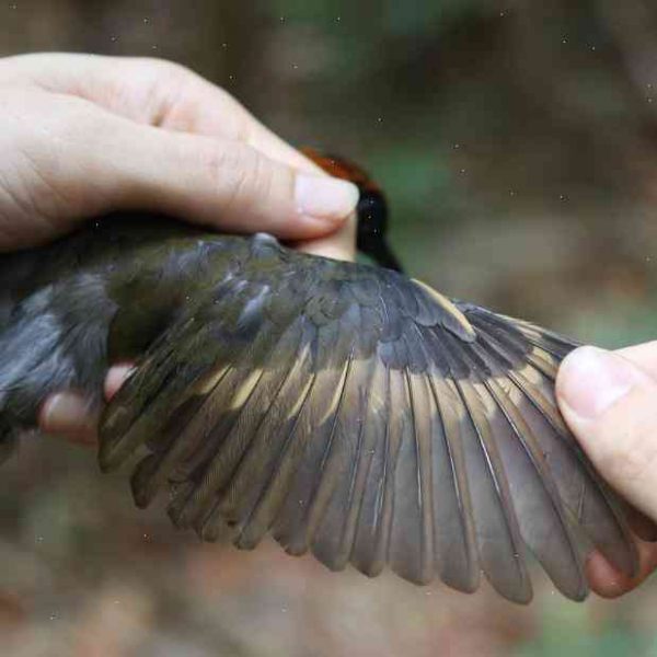 Man-made pollution is leaving the birds with neurological changes