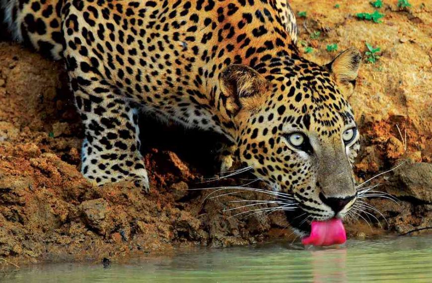 Sri Lanka is vaccinating its most endangered residents: leopards